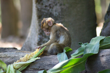 b&eacute;b&eacute; singe