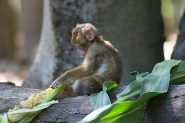 b&eacute;b&eacute; singe