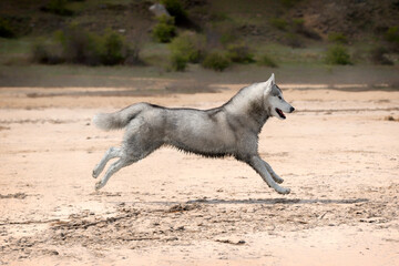 Obraz premium A Siberian Husky female is running gallop at the beach. The dog has wet grey and white colored fur. The surface is brown sand, clay. Some plants and a lot of greenery in the background. 