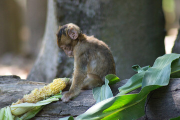b&eacute;b&eacute; singe