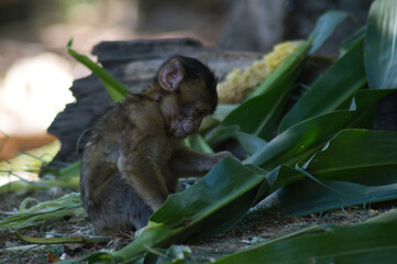 b&eacute;b&eacute; singe