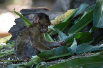 b&eacute;b&eacute; singe