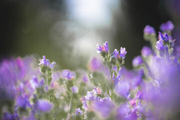 lavender flowers in the garden