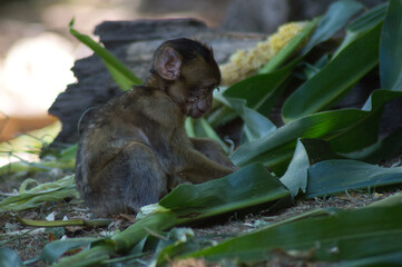 b&eacute;b&eacute; singe