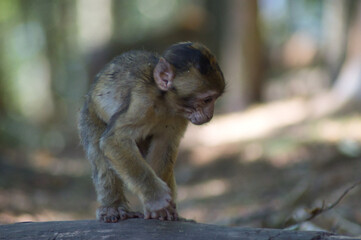 bébé singe