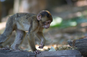 b&eacute;b&eacute; singe