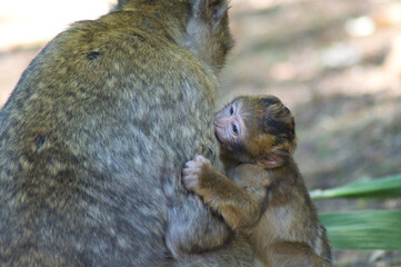 b&eacute;b&eacute; singe