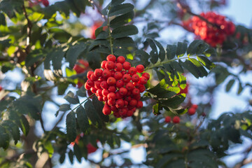 red berries on a tree