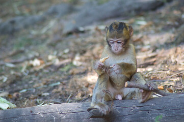 b&eacute;b&eacute; singe