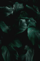 leaves of Spathiphyllum cannifolium, abstract green texture, nature background, tropical leaf