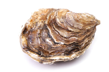 Fresh Oyster on a white background