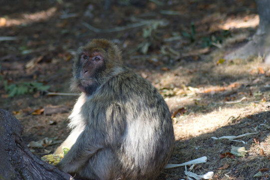 singe