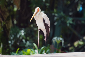 white pelican taking a stroll