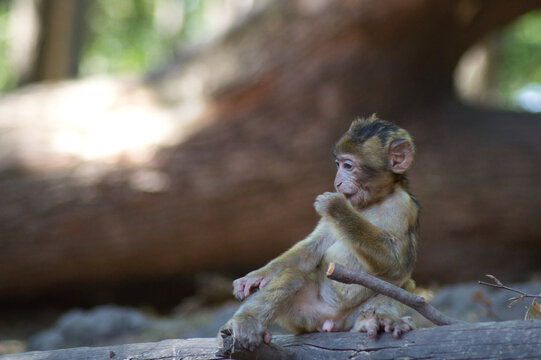 b&eacute;b&eacute; singe