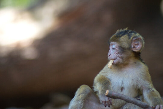 b&eacute;b&eacute; singe