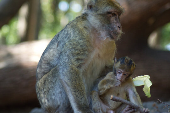 Monkeys