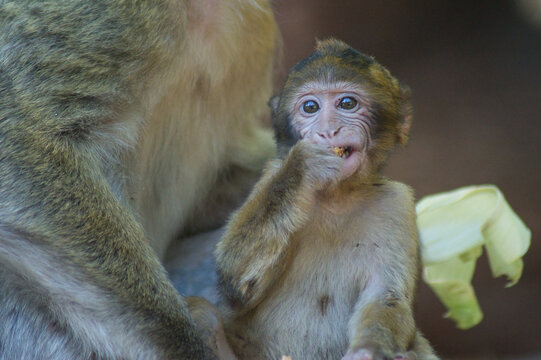 Monkeys