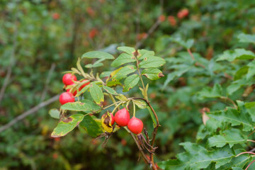 Wild rose bushes with red berries. Rosehip is a natural source of vitamin C.