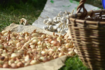 basket with yellow onion in the garden