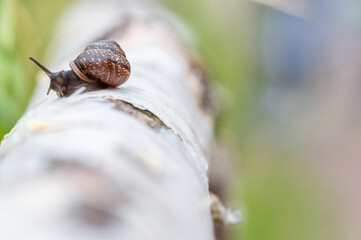 A large snail crawls along the trunk of a birch tree.