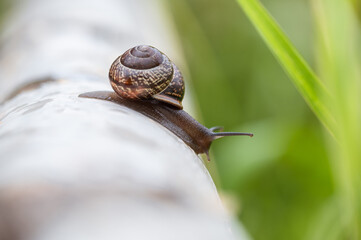 A large snail crawls along the trunk of a birch tree.