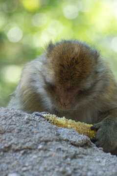 Monkeys
