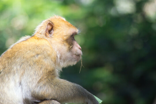 Monkeys