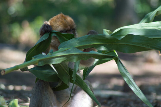Monkeys