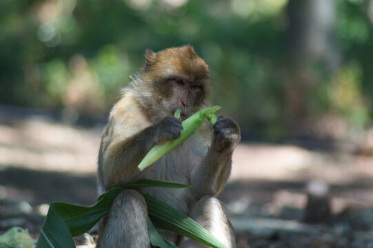 Monkeys