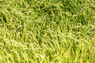 Green Rice fields in a sunset