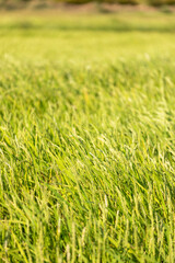 Green Rice fields in a sunset