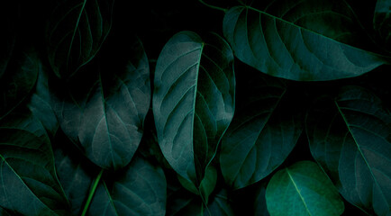 Obraz premium closeup nature view of green leaf texture, dark wallpaper concept, nature background, tropical leaf