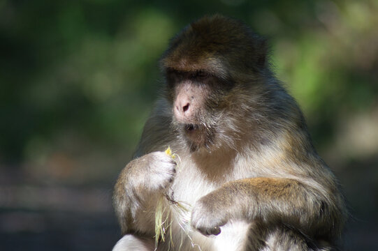 Monkeys