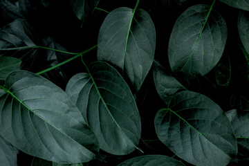 closeup nature view of green leaf texture, dark wallpaper concept, nature background, tropical leaf