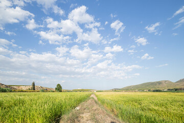 Green Rice fields in a sunset