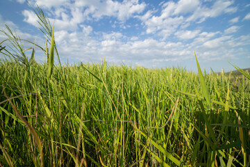 Obraz premium Green Rice fields in a sunset