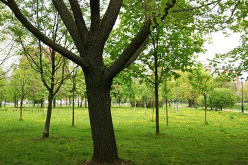 Obraz premium SONY DSC