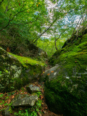 Fototapeta na wymiar Narrow trail between mossy rocks in the forest (Tochigi, Japan)