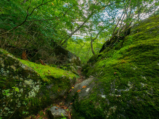 Narrow trail between mossy rocks in the forest (Tochigi, Japan)
