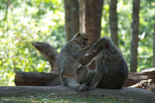 Monkeys