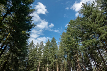 arbres ciel bleu campagne 