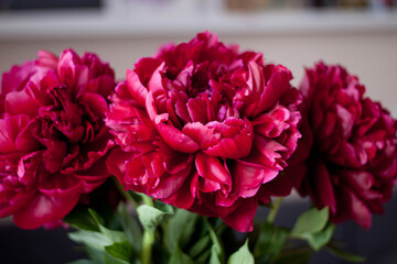 Flower  red pink peony blooming peonies