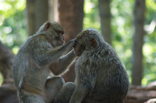 Monkeys