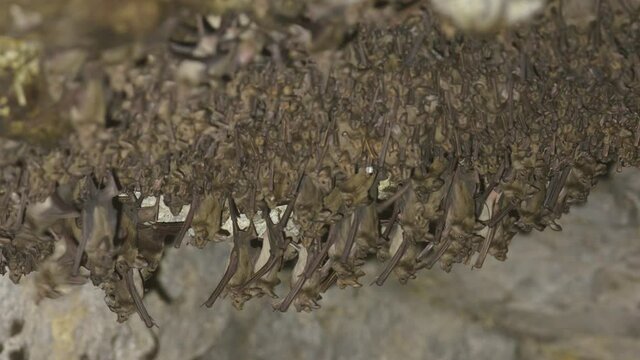 Greater mouse-tailed bat colony in a cave