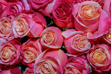 Background of beautiful flowers. Сlose up.