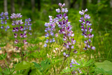 Wild purple lupine in a meadow with selective focus on flower. 