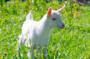 Small white kid, baby goat graze in a field of green grass. Bright sunny summer day. Domestic animals, farm. Animal protection. Selective focus. Copy space.