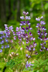 Wild purple lupine in a meadow with selective focus on flower. 