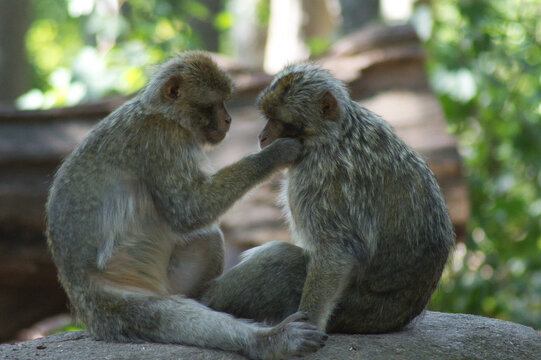 Monkeys