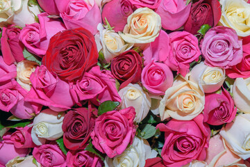 Background of beautiful flowers. Сlose up.